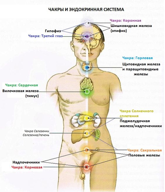 Чакры и эндокринная система