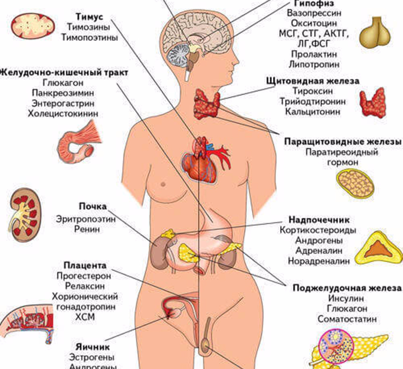 Здоровье эндокринной системы